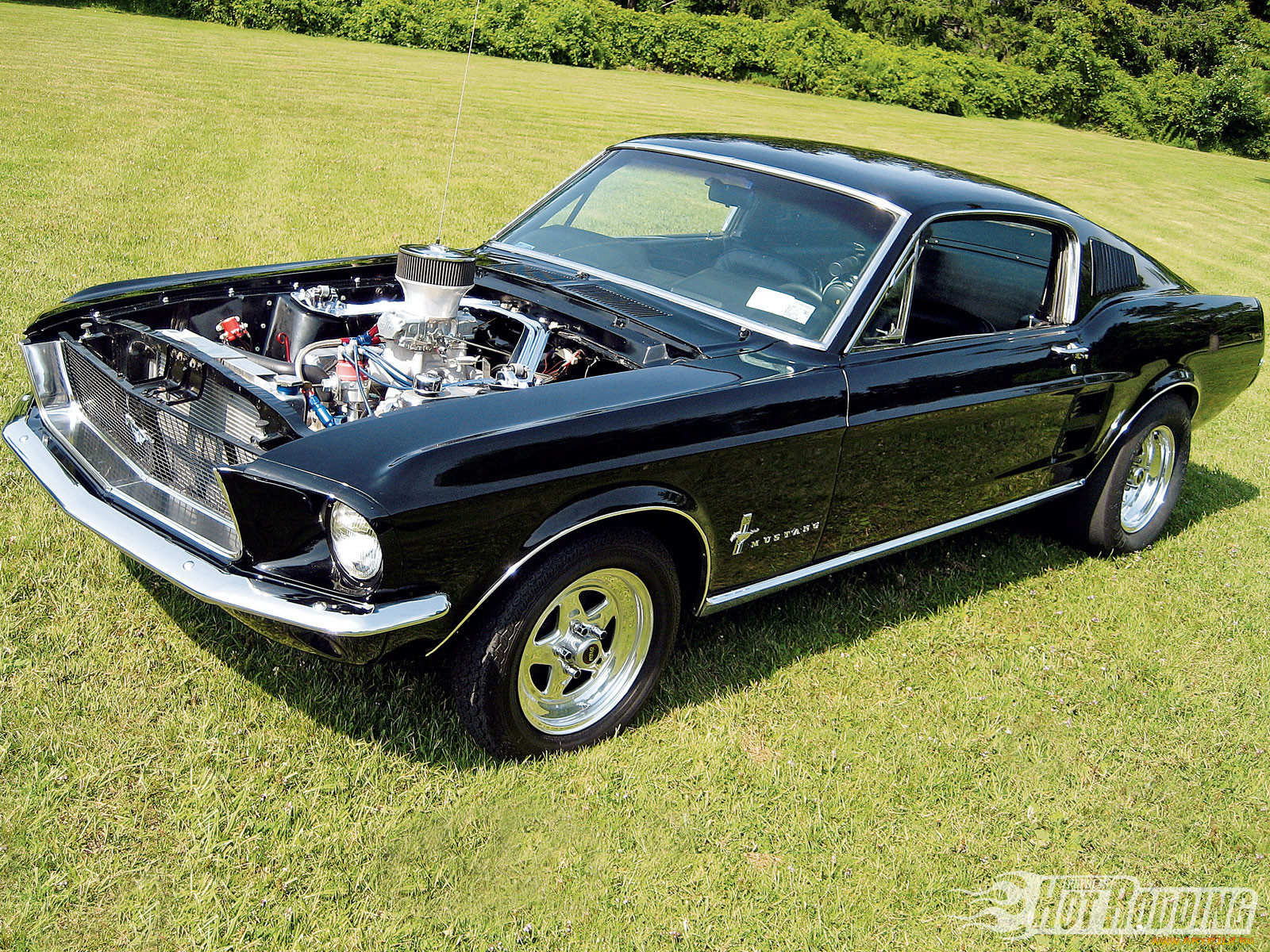 , mustang